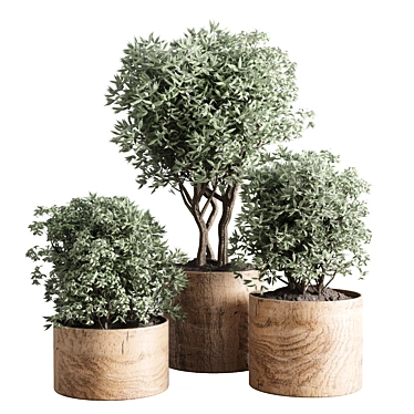 Wooden Vase Indoor Plant Collection 3D model image 1 