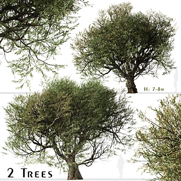 Mediterranean Duo: 2 Olive Trees 3D model image 1 