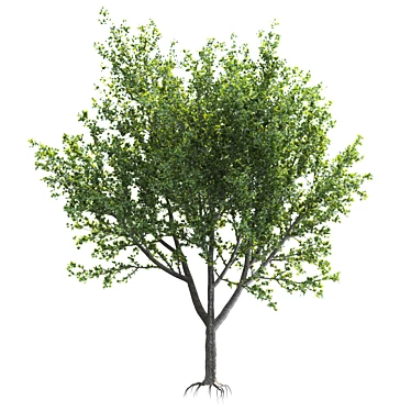 Speed Tree Model for Stunning Landscape 3D model image 1 