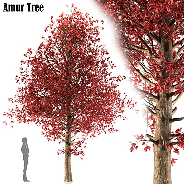 Amur Maple: Eastern Beauty 3D model image 1 