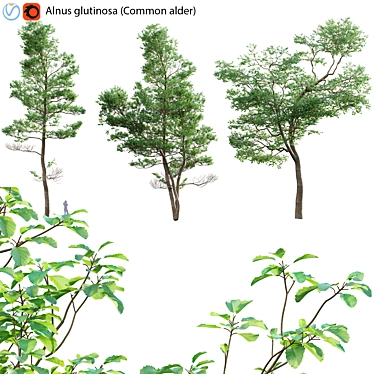 Alder Tree 3D Models & Textures 3D model image 1 