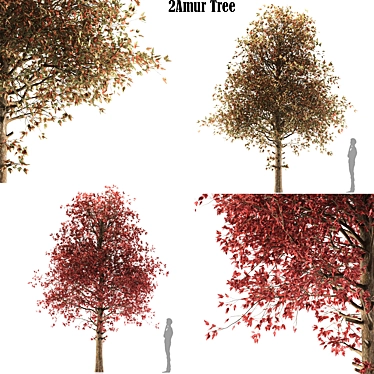 Amur Maple Tree - Stunning Beauty 3D model image 1 