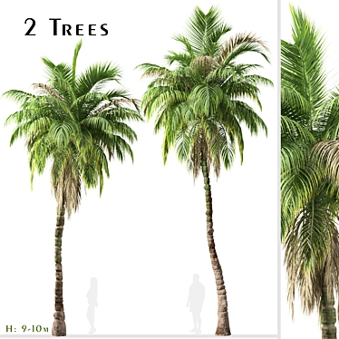 Exquisite Set: 2 Kentia Palm Trees 3D model image 1 