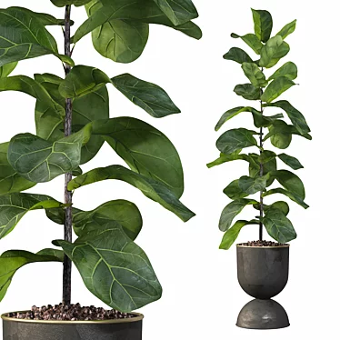 Lush Ficus Lyrata: 3D Plant Collection 3D model image 1 