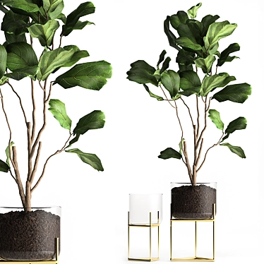 Tropical Ficus: Exotic Plants Collection 3D model image 1 