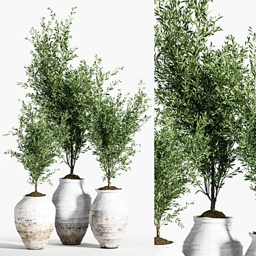 Olive Greenery Indoor Plant Set 3D model image 1 