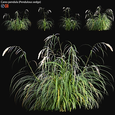 Archived Carex pendula Plant 3D Models 3D model image 1 