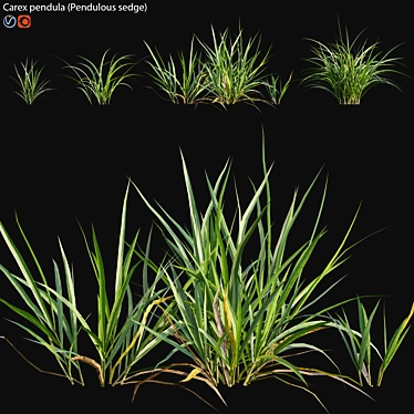 Elegant Pendulous Sedge - 3D Models 3D model image 1 