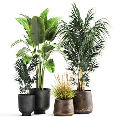 Exotic Plant Collection in Stylish Pots 3D model image 1 