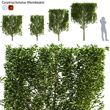 Carpinus Betulus Bundle - 3D Tree Models 3D model image 1 