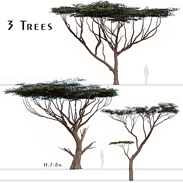 Savanna Acacia Tree Set (2 Trees) 3D model image 1 