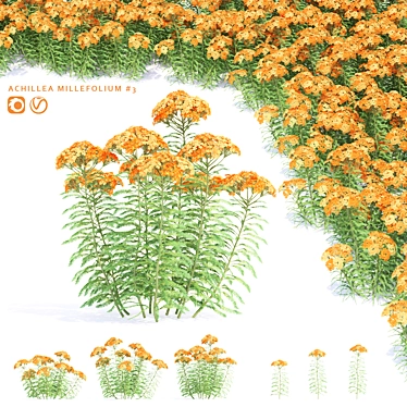 Yarrow Flowers | Achillea millefolium Set 3D model image 1 