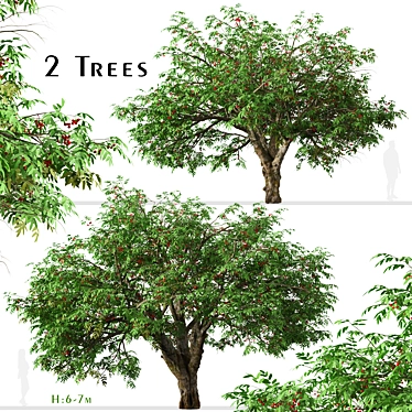 Dual Mountain Ash Trees: Natural Beauty for Your Landscape 3D model image 1 