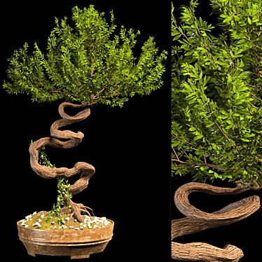 Serenity Bonsai Tree 3D model image 1 