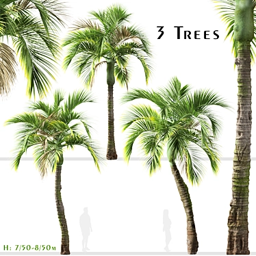 Exquisite Set of Umbrella Palm Trees 3D model image 1 
