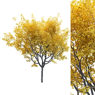 Premium Landscape Tree: 1.1M Poly, 1.7M Verts, Corona Render 3D model image 1 