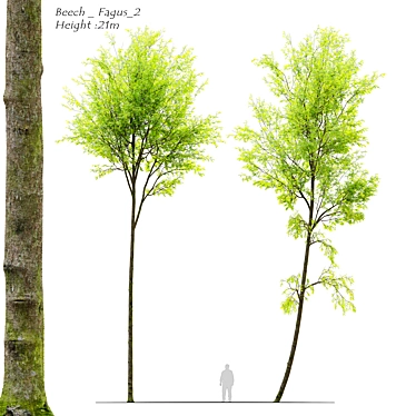 European Beech Tree Bundle: Vray & Corona Material Libraries Included 3D model image 1 
