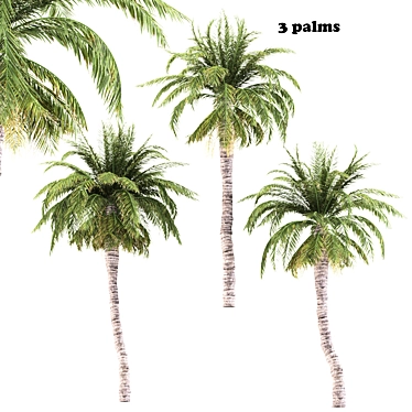 Tropical Palms Trio: Exquisite Greenery 3D model image 1 