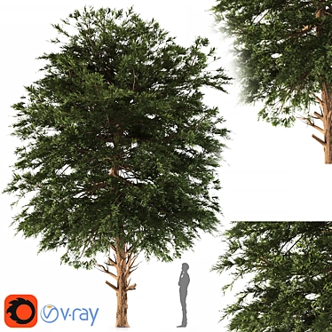 Austrian Black Pine: Polys 786,343 3D model image 1 