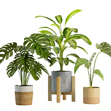 Exotic Indoor Plant Trio 3D model image 1 