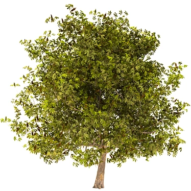 Majestic Chestnut Tree - 3D Model 3D model image 1 