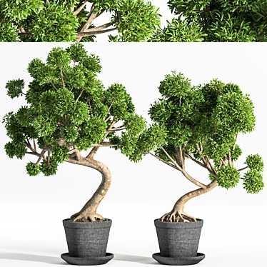 Breathtaking Bonsai - Plant 04 3D model image 1 