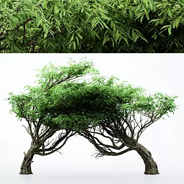 Dual Acacia Tree Bundle | High Detail and Scalable 3D model image 1 