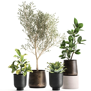 Exotic Plant Collection: Olive, Ficus, Croton, in Stylish Metal Pots 3D model image 1 