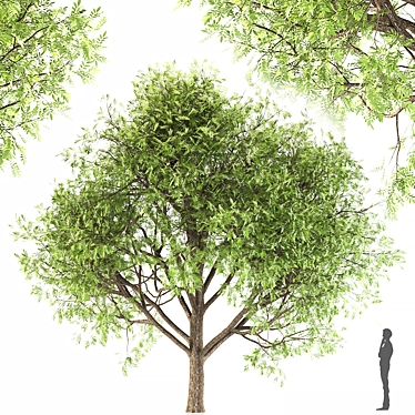Averrhoa Bilimbi: Exotic Fruit Tree 3D model image 1 