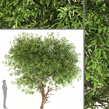 Graceful Weeping Pear Tree 3D model image 1 