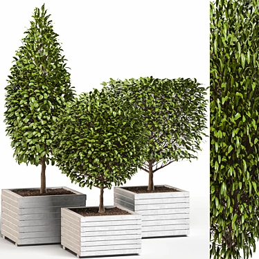 4 Shaped Bush Plants: High-Quality Outdoor Greenery 3D model image 1 