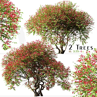 Santa Rita Bougainvillea: Set of 2 Spectabilis Trees 3D model image 1 