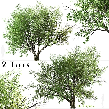 California Bay Laurel Trees (2-Pack): Coastal Beauty for Your Garden! 3D model image 1 