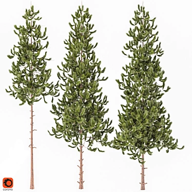 Tall and Realistic Pinus Trees 3D model image 1 