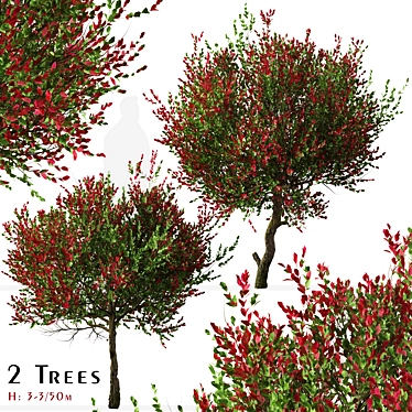 Colorful Photinia Fraseri Tree Set 3D model image 1 