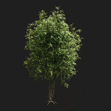 Evergreen Beauty: Stunning Trees 3D model image 1 