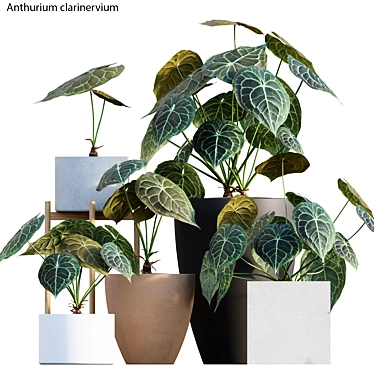 Exquisite Anthurium Clarinervium 3D model image 1 