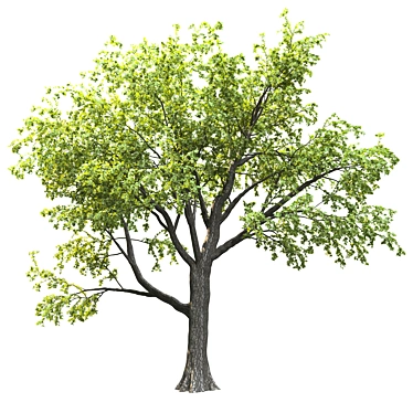 18m Corona Render Tree for Landscaping 3D model image 1 