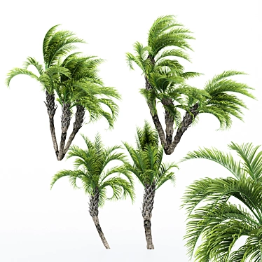 Curly Palm: Lifelike 3D Tree 3D model image 1 