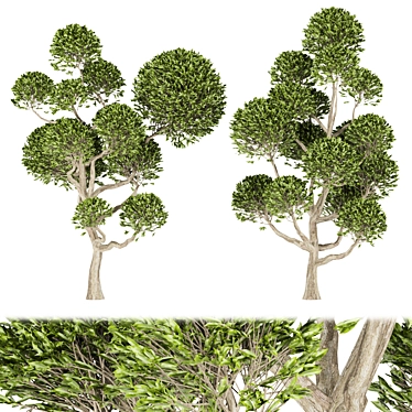 Nature's Haven Collection Tree Vol.1 3D model image 1 