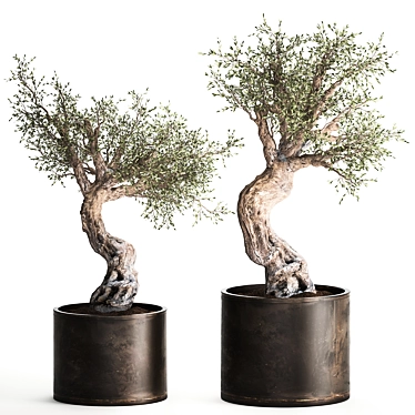 Exotic Olive Tree in Rusty Vase - Plant Collection 989 3D model image 1 