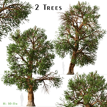 Rare Foxtail Pine Set (2 Trees) 3D model image 1 