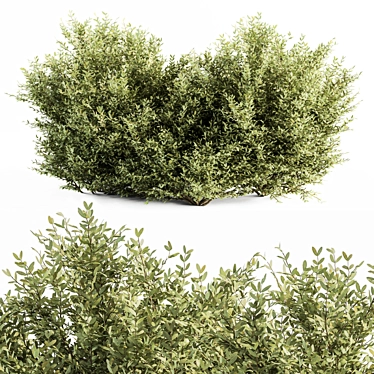 Elegant Buxus Leaf Bush Set 3D model image 1 