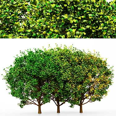 Seasonal Tree Collection: 3 Variations 3D model image 1 