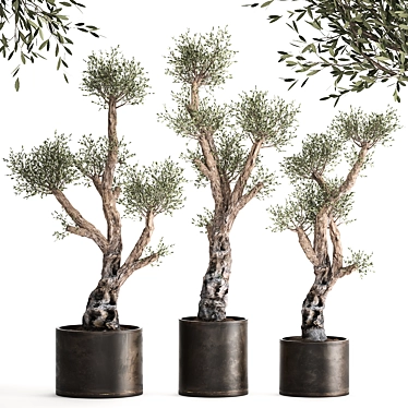Exotic Olive Tree Collection 3D model image 1 