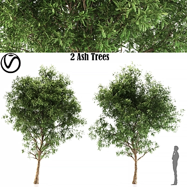 2 Ash Trees: Beautiful & Hardy 3D model image 1 