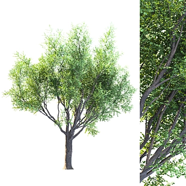 EcoTech Tree: Stunning Landscape Focal Point 3D model image 1 