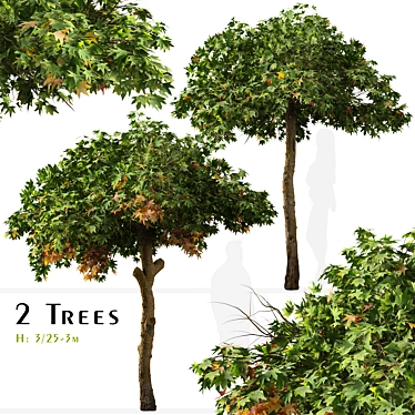 Sweetgum Tree Set: 2 Majestic Liquidambar styraciflua Trees 3D model image 1 