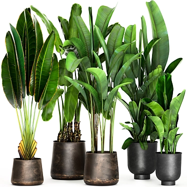 Tropical Plant Collection: Exotic Palms & Ravishing Strelitzia 3D model image 1 