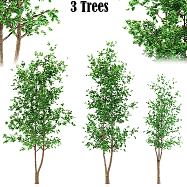 3-Piece Aspen Tree Set 3D model image 1 